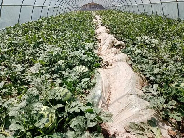 视频西瓜种植技术教学_西瓜种植技术视频_西瓜种植小视频