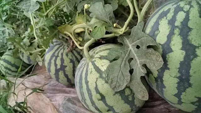 西瓜种植小视频_西瓜种植技术视频_视频西瓜种植技术教学