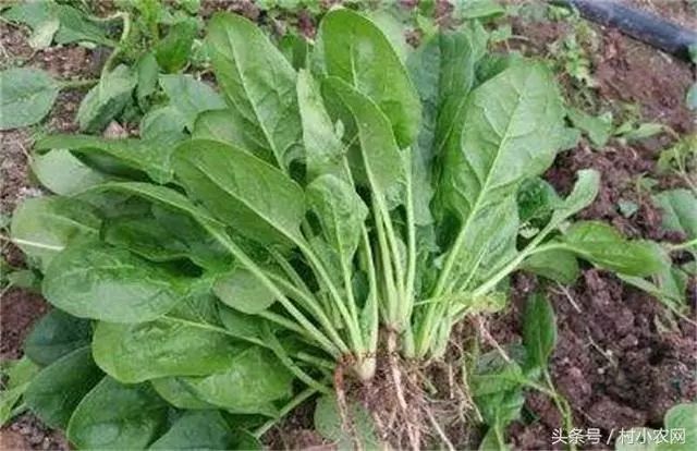 水田种植芋头视频_种植芋头视频播放_水芋头种植技术视频