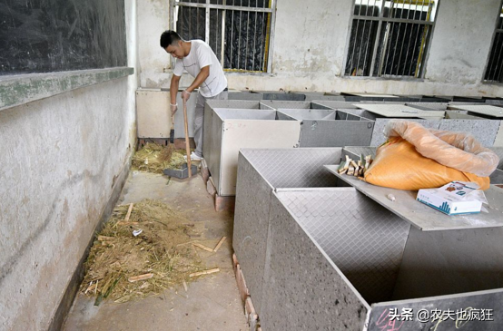 致富经养竹鼠视频合集_视频致富合集养竹鼠下载_养殖竹鼠赚钱吗