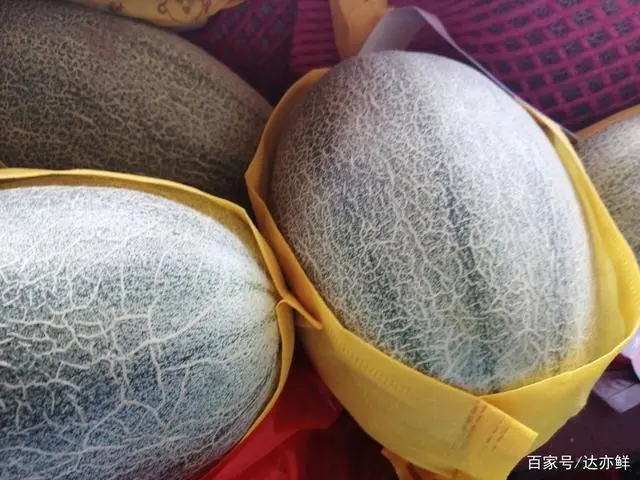 哈密瓜种植技术管理_种植哈密瓜的过程与后期管理_哈密瓜种植技术与管理