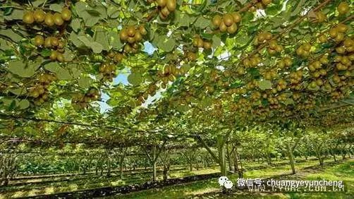 农村致富新项目养殖_农田养殖致富项目_致富农田养殖项目招标