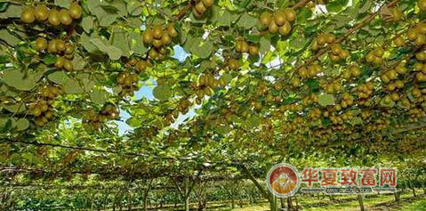 农村种养殖创业项目有哪些？总有一个好项目让您致富！