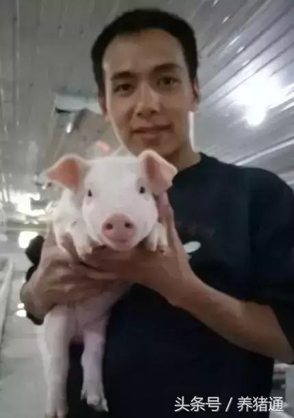繁殖母猪饲养管理技术_繁育母猪养殖技术_繁殖母猪养殖技术