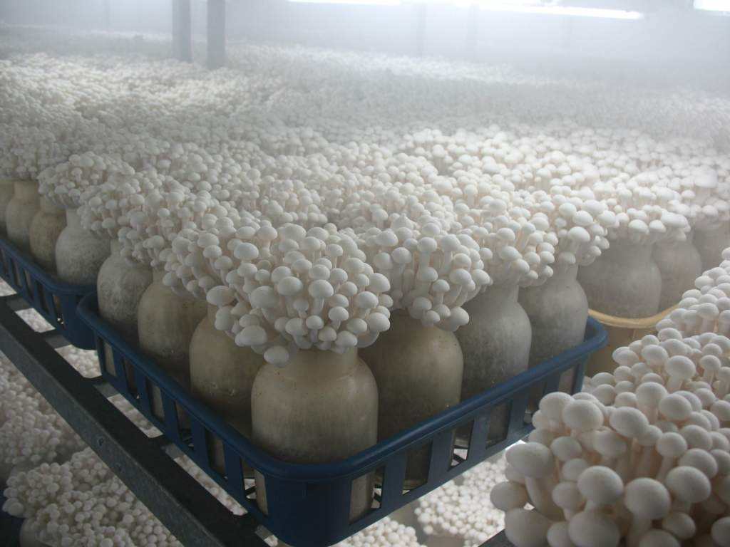 金针茹种植技术下载_种植金针菇的方法与技术_金针茹种植条件