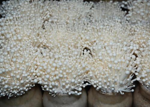 种植金针菇的方法与技术_金针茹种植技术下载_金针茹种植条件