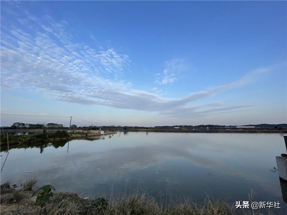 芦花鸡养殖视频致富经_芦花鸡养殖成本_养殖芦花鸡500的利润