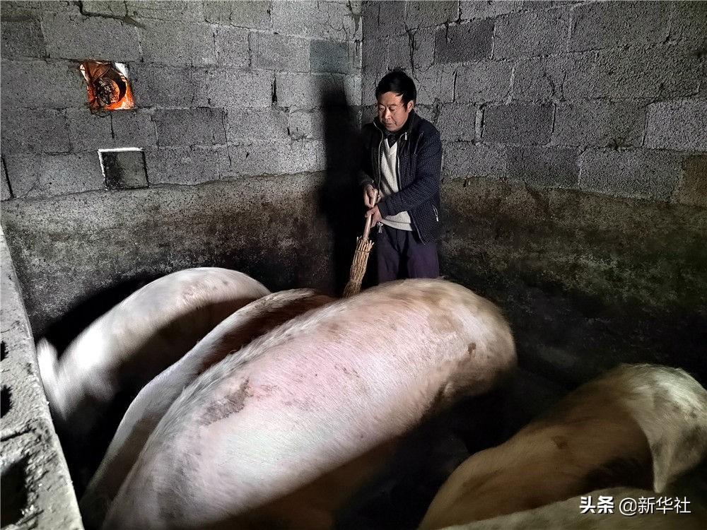 养殖芦花鸡500的利润_芦花鸡养殖成本_芦花鸡养殖视频致富经