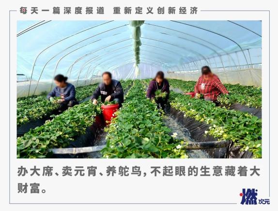 在农村，有北上广年轻人想不到的致富密码