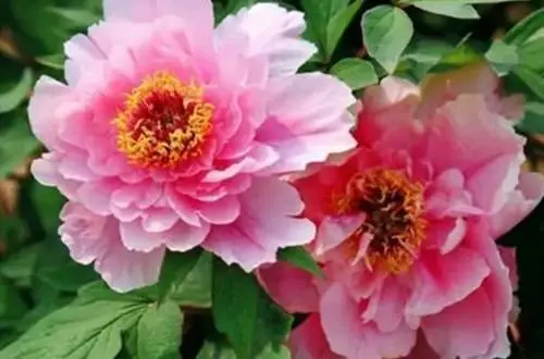 室外养殖植物_室内养植致富项目_室外养殖致富方法