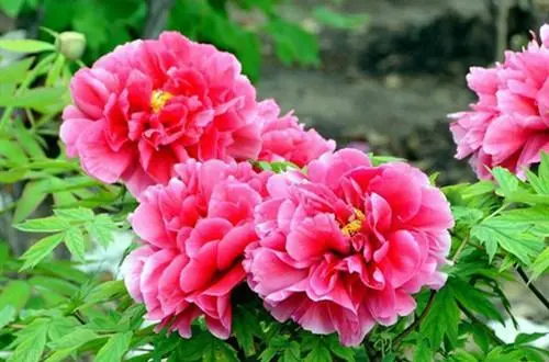 室外养殖植物_室内养植致富项目_室外养殖致富方法