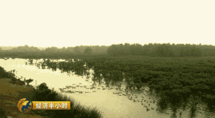 海水养殖龙虾前景怎么样_海洋龙虾养殖_海水龙虾养殖技术视频