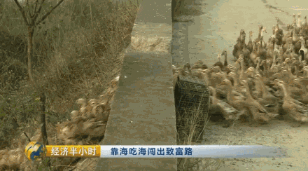 海水养殖龙虾前景怎么样_海水龙虾养殖技术视频_海洋龙虾养殖