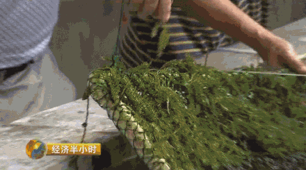 海水养殖龙虾前景怎么样_海水龙虾养殖技术视频_海洋龙虾养殖