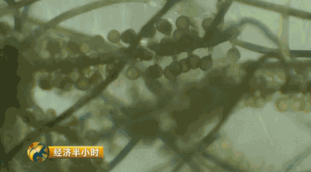 海洋龙虾养殖_海水龙虾养殖技术视频_海水养殖龙虾前景怎么样