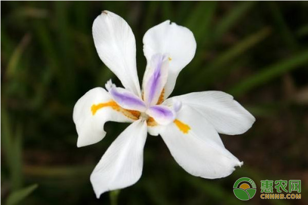 射干怎么种植？射干高效种植技术-图片版权归惠农网所有
