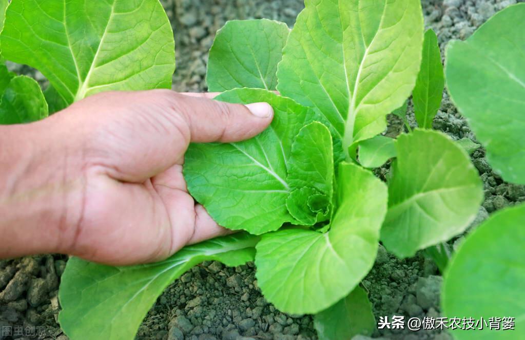 越冬有机菜花种植技术_越冬种植菜花机技术有哪些方法_越冬种植菜花机技术有哪些