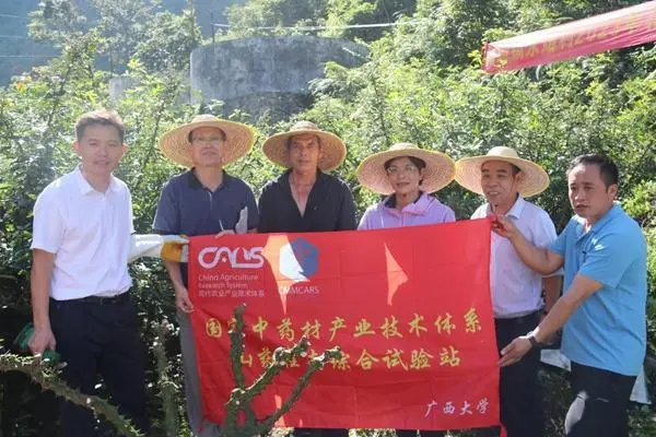 那坡种植致富故事_致富种植视频全集_种植致富案例