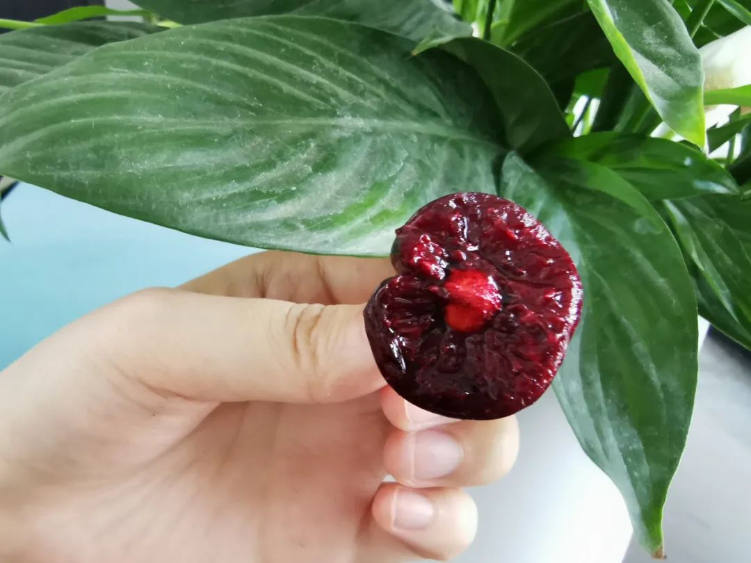 南方樱桃种植技术视频_南方樱桃栽培技术_南方种植大樱桃成功率有多大