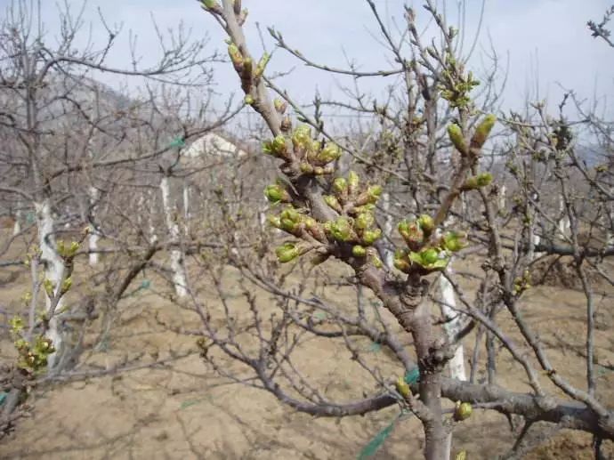 南方大樱桃种植技术视频_南方樱桃种植技术视频_南方种植大樱桃成功率有多大