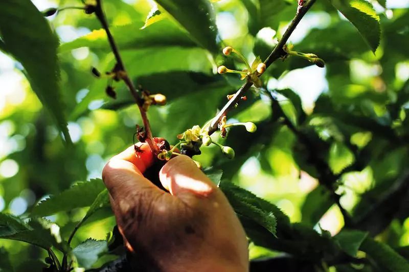 南方樱桃种植技术视频_南方大樱桃种植技术视频_南方种植大樱桃成功率有多大