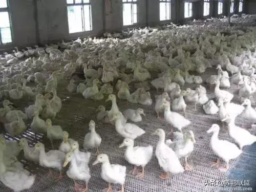500只番鸭养殖技术_养殖番鸭技术与管理_致富经番鸭养殖技术