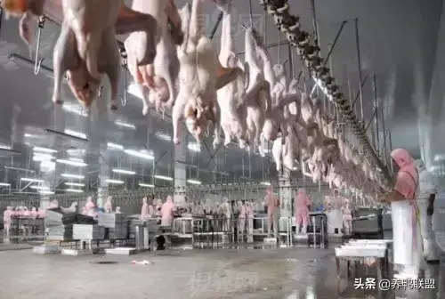 养殖番鸭技术与管理_500只番鸭养殖技术_致富经番鸭养殖技术