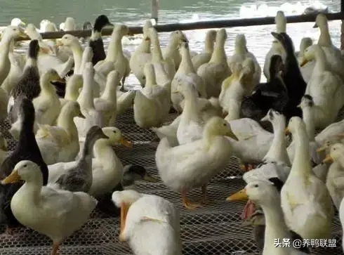 养殖番鸭技术与管理_500只番鸭养殖技术_致富经番鸭养殖技术