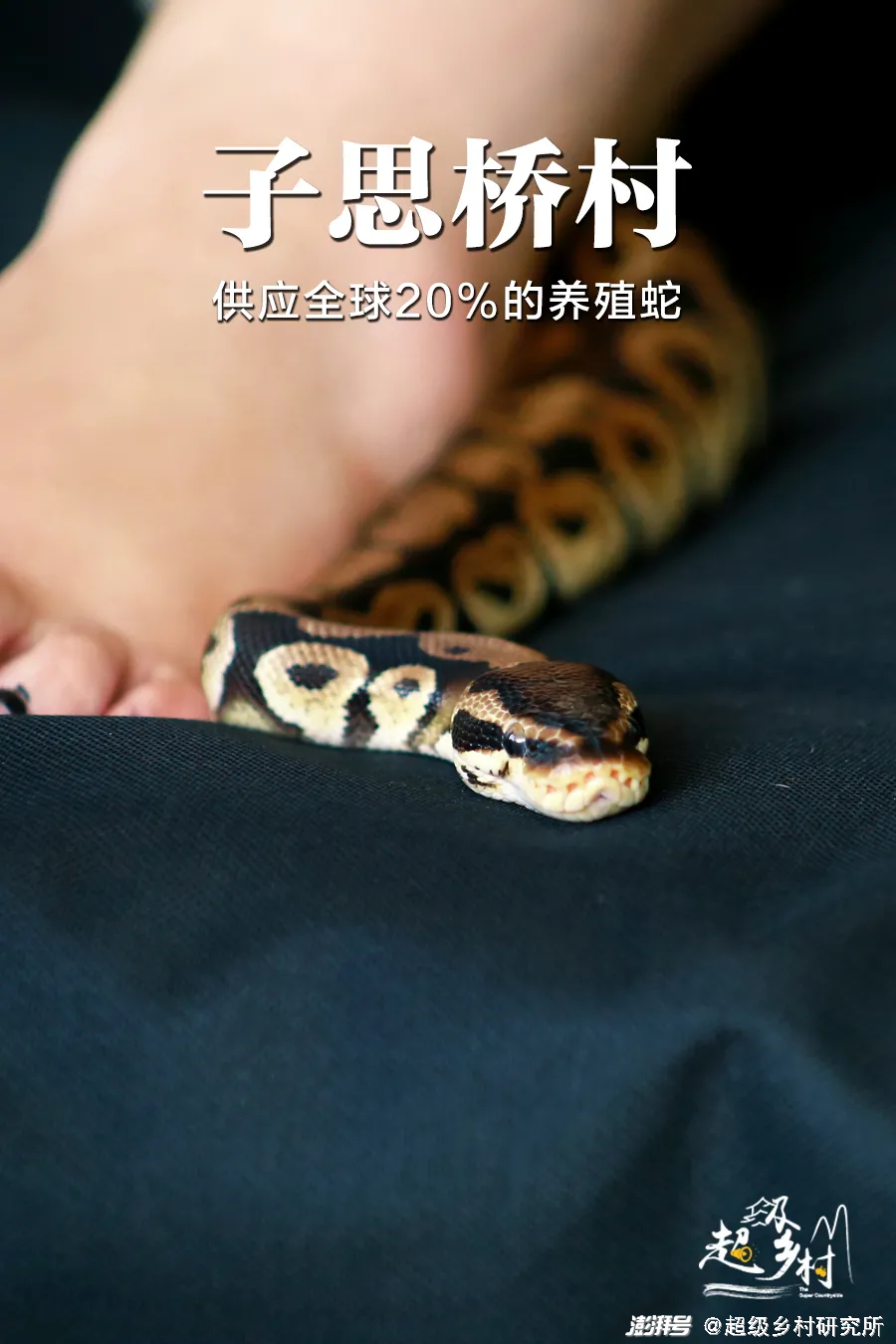 农村养蛇赚钱吗_农村养殖蛇致富_养蛇视频致富经