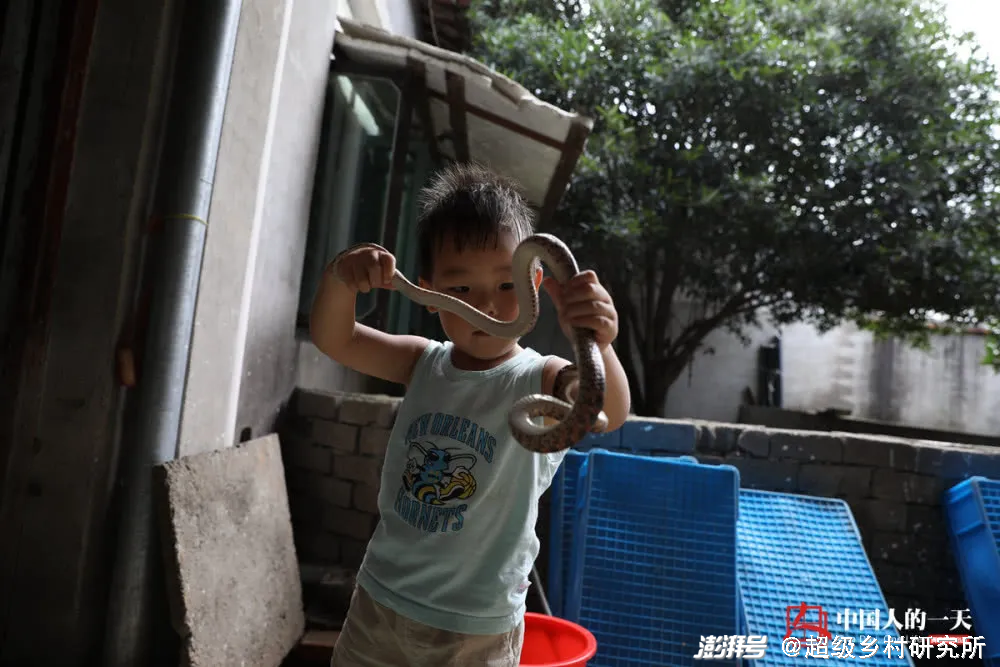 养蛇视频致富经_农村养蛇赚钱吗_农村养殖蛇致富