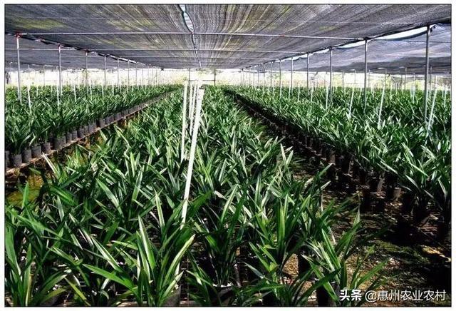 大棚种植菠萝视频_北方大棚菠萝_大棚菠萝种植技术