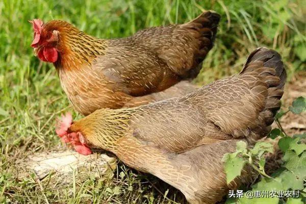 大棚种植菠萝视频_大棚菠萝种植技术_北方大棚菠萝