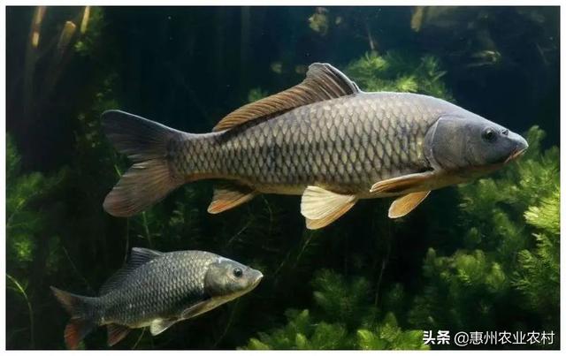 北方大棚菠萝_大棚种植菠萝视频_大棚菠萝种植技术