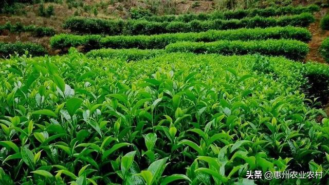 大棚种植菠萝视频_大棚菠萝种植技术_北方大棚菠萝