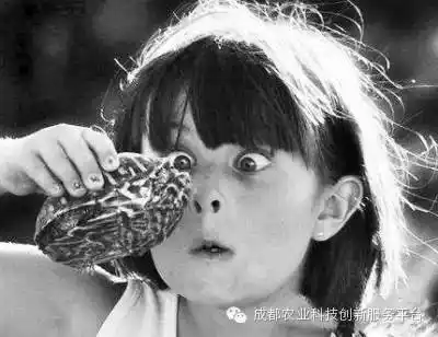 【养殖技术】南方多水塘可以养甲鱼