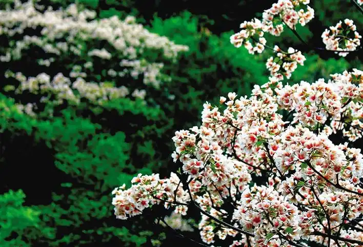 种植桐子树致富_种桐子树国家补贴吗_种桐子树挣钱吗