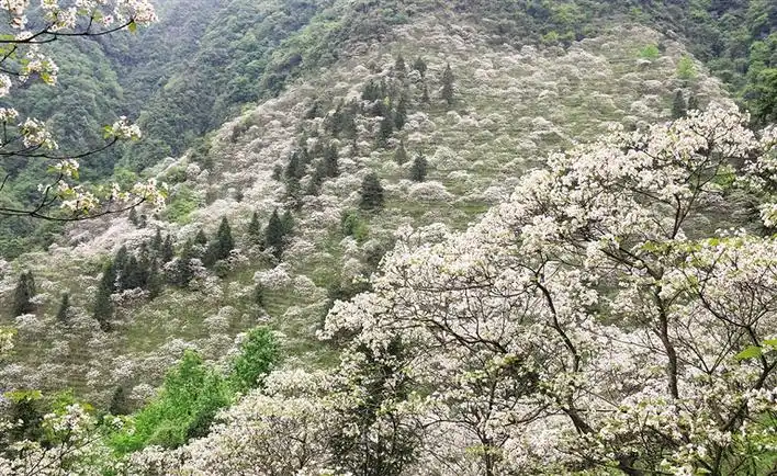 种桐子树国家补贴吗_种植桐子树致富_种桐子树挣钱吗