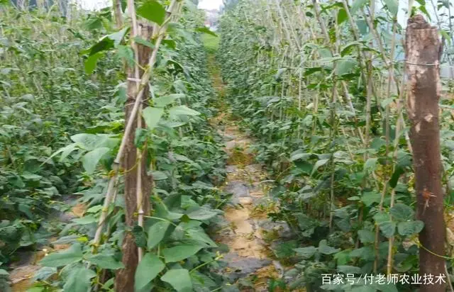 夏季豆角的种植技术_夏季种植技术豆角技术要求_夏季豆角种植时间和技术