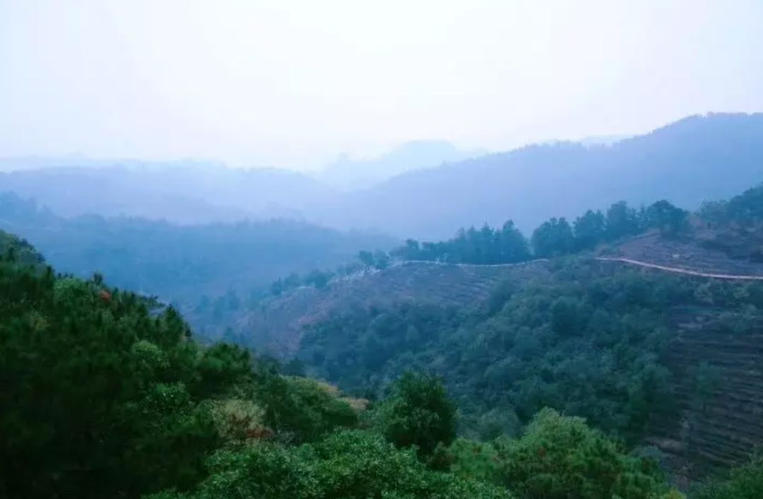 养殖蜂蜜致富_蜂蜜养殖户_致富经土蜂蜜养殖