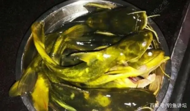 黄腊丁的养殖技术_黄腊丁生长周期_养黄蜡丁喂什么食物