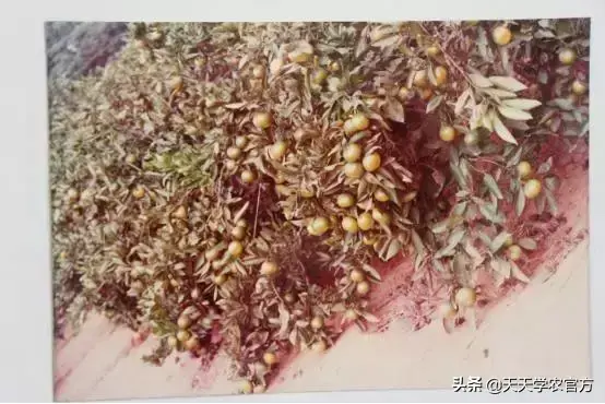 柑橘种植视频_柑桔种植技术视频_柑橘栽培技术视频