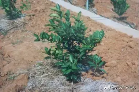 柑橘种植视频_柑橘栽培技术视频_柑桔种植技术视频
