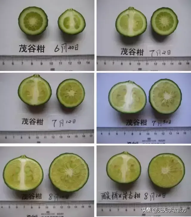 柑橘栽培技术视频_柑桔种植技术视频_柑橘种植视频