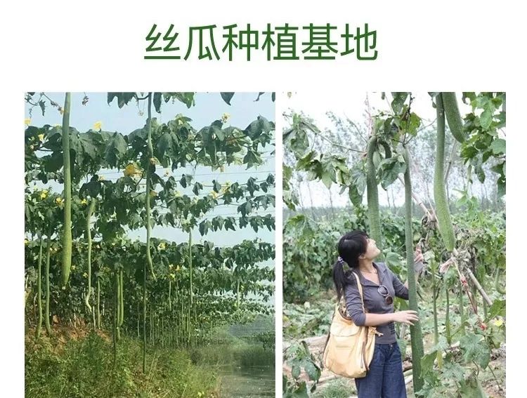 种植丝瓜致富_河南致富经种丝瓜_河南种丝瓜的人后来怎么样了