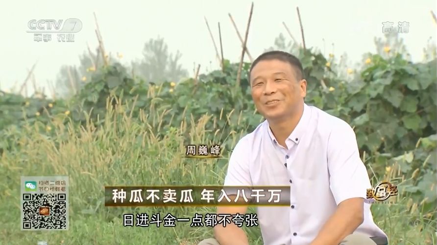 河南致富经种丝瓜_河南种丝瓜的人后来怎么样了_种植丝瓜致富