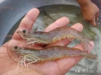 致富肉类养殖项目介绍_致富养殖业_肉类养殖致富项目