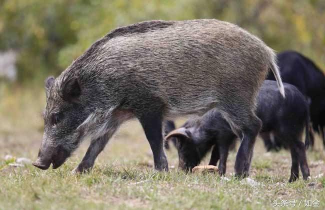 致富养殖业_致富养殖好项目_肉类养殖致富项目