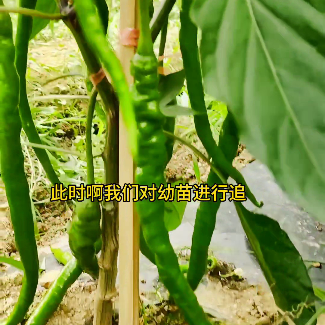 种植朝天椒技术与管理_朝天椒种植成本和利润_种植朝天椒能致富吗视频