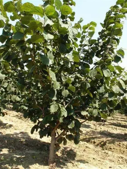 致富种植什么比较赚大钱_种植啥树致富_种植致富业