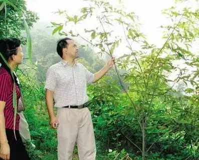 种植啥树致富_种植致富业_致富种植什么比较赚大钱